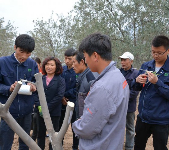 公司從產(chǎn)業(yè)鏈起始端著手，引進(jìn)良種優(yōu)苗，繁育基地苗圃，優(yōu)化樹(shù)種，以?xún)?yōu)質(zhì)的橄欖樹(shù)苗為生產(chǎn)特級(jí)初榨橄欖油提供基礎(chǔ)保障。在以自建萬(wàn)畝國(guó)家標(biāo)準(zhǔn)化油橄欖..
