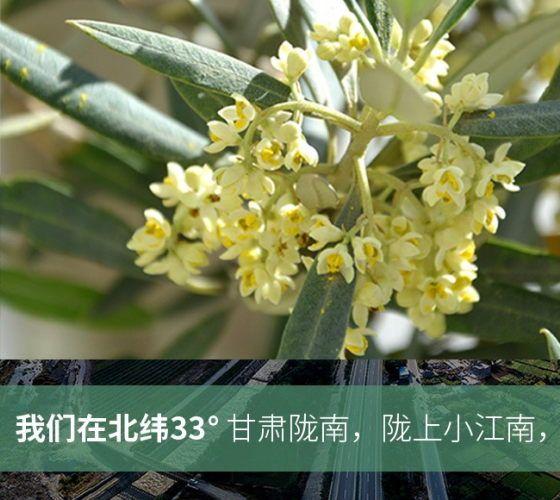 武都的氣候、土壤等與地中海沿岸極其相似，同處于世界頂級(jí)油橄欖黃金生產(chǎn)帶（32°58--33°36）年平均氣溫為14.7°，年日照時(shí)數(shù)1911..